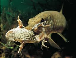 Image result for Esox lucius