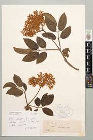 Attēlu rezultāti vaicājumam “Adoxaceae”