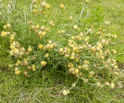 Image result for Anthyllis vulneraria