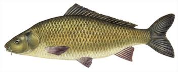 Image result for Carpiodes cyprinus