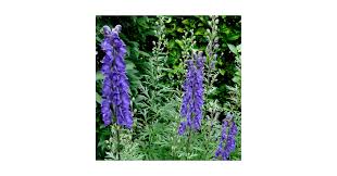 Image result for Aconitum napellus