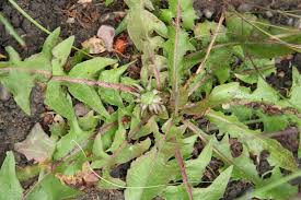 Attēlu rezultāti vaicājumam “Taraxacum officinale aggr.”