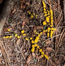 Attēlu rezultāti vaicājumam “Fuligo septica cf. rufa spores”