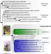 Attēlu rezultāti vaicājumam “Symphytocarpus impexus spores”