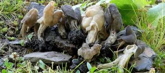 Attēlu rezultāti vaicājumam “Helvella atra”