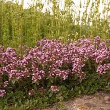 Attēlu rezultāti vaicājumam “Thymus pulegioides fruit”