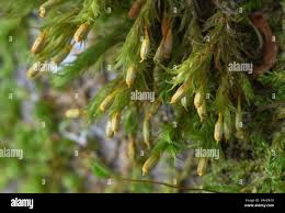 Attēlu rezultāti vaicājumam “Orthotrichum speciosum sporophyte”