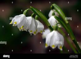 Attēlu rezultāti vaicājumam “Leucojum vernum var. carpathicum flower”