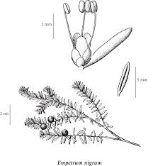 Attēlu rezultāti vaicājumam “Empetraceae”