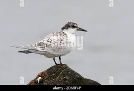 Attēlu rezultāti vaicājumam “Sterna sandvicensis”