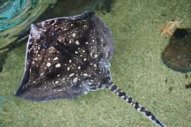 Image result for Dipturus intermedius