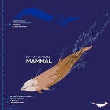 Image result for Ziphius cavirostris