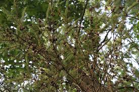 Attēlu rezultāti vaicājumam “Adelges laricis nymph”