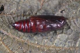 Attēlu rezultāti vaicājumam “Hypena proboscidalis”