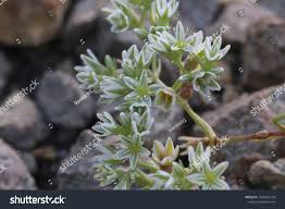 Attēlu rezultāti vaicājumam “Scleranthus perennis flower”