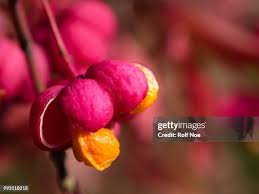 Attēlu rezultāti vaicājumam “Euonymus europaeus fruit”