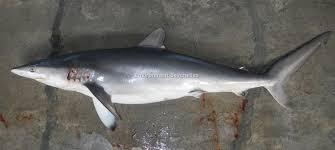 Image result for Carcharhinus falciformis