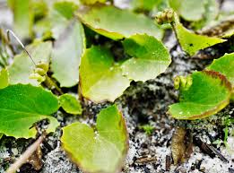 Attēlu rezultāti vaicājumam “Comatricha ellae stalked”