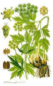 Attēlu rezultāti vaicājumam “Levisticum officinale flower”