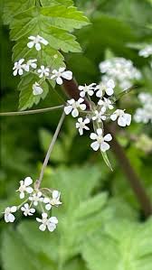 Image result for Anthriscus cerefolium