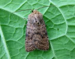 Attēlu rezultāti vaicājumam “Hoplodrina octogenaria”