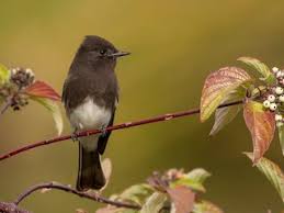 Image result for Sayornis phoebe