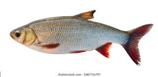 Attēlu rezultāti vaicājumam “Leuciscus idus”