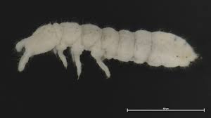 Attēlu rezultāti vaicājumam “Collembola”