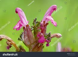 Attēlu rezultāti vaicājumam “Pedicularis palustris flower”