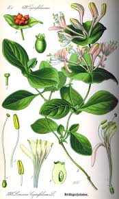 Attēlu rezultāti vaicājumam “Lonicera caprifolium fruit”