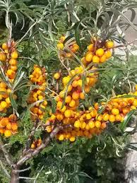 Attēlu rezultāti vaicājumam “Hippophae rhamnoides fruit”