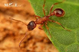Attēlu rezultāti vaicājumam “Myrmica rubra”