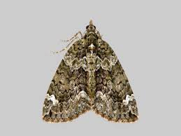 Attēlu rezultāti vaicājumam “Chloroclysta siterata”