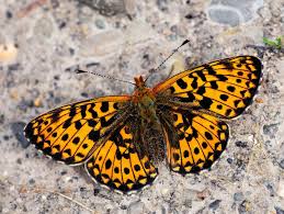 Attēlu rezultāti vaicājumam “Athelia pyriformis”