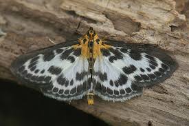 Attēlu rezultāti vaicājumam “Anania hortulata”