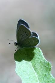 Attēlu rezultāti vaicājumam “Cupido minimus”