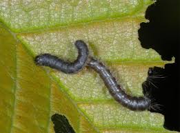 Attēlu rezultāti vaicājumam “Eriogaster lanestris”