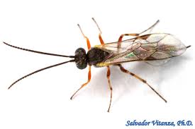 Attēlu rezultāti vaicājumam “Ichneumonidae”