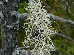 Attēlu rezultāti vaicājumam “Evernia mesomorpha”