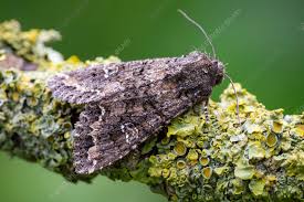 Attēlu rezultāti vaicājumam “Mamestra brassicae”