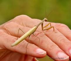 Attēlu rezultāti vaicājumam “Mantis religiosa”