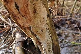 Attēlu rezultāti vaicājumam “Ceriporia”