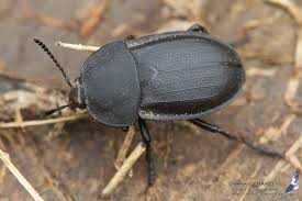 Attēlu rezultāti vaicājumam “Silpha obscura”