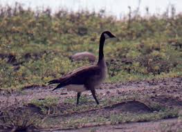 Image result for Branta canadensis