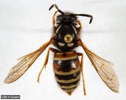 Attēlu rezultāti vaicājumam “Vespula rufa”