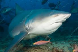 Image result for Carcharhinus leucas