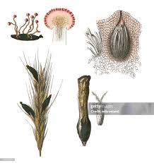 Attēlu rezultāti vaicājumam “Claviceps purpurea”