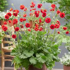 Attēlu rezultāti vaicājumam “Geum”