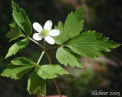 Attēlu rezultāti vaicājumam “Anemone nemorosa leaf”