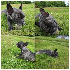 Image result for Banbury Bulldogs